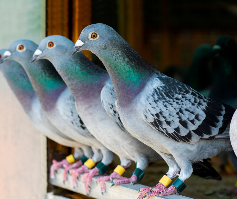 شركة تركيب طارد الحمام في العين  0521530122 اتصل الان